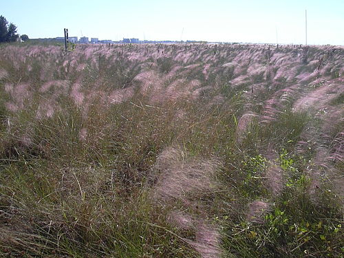 Muhlenbergia filipes